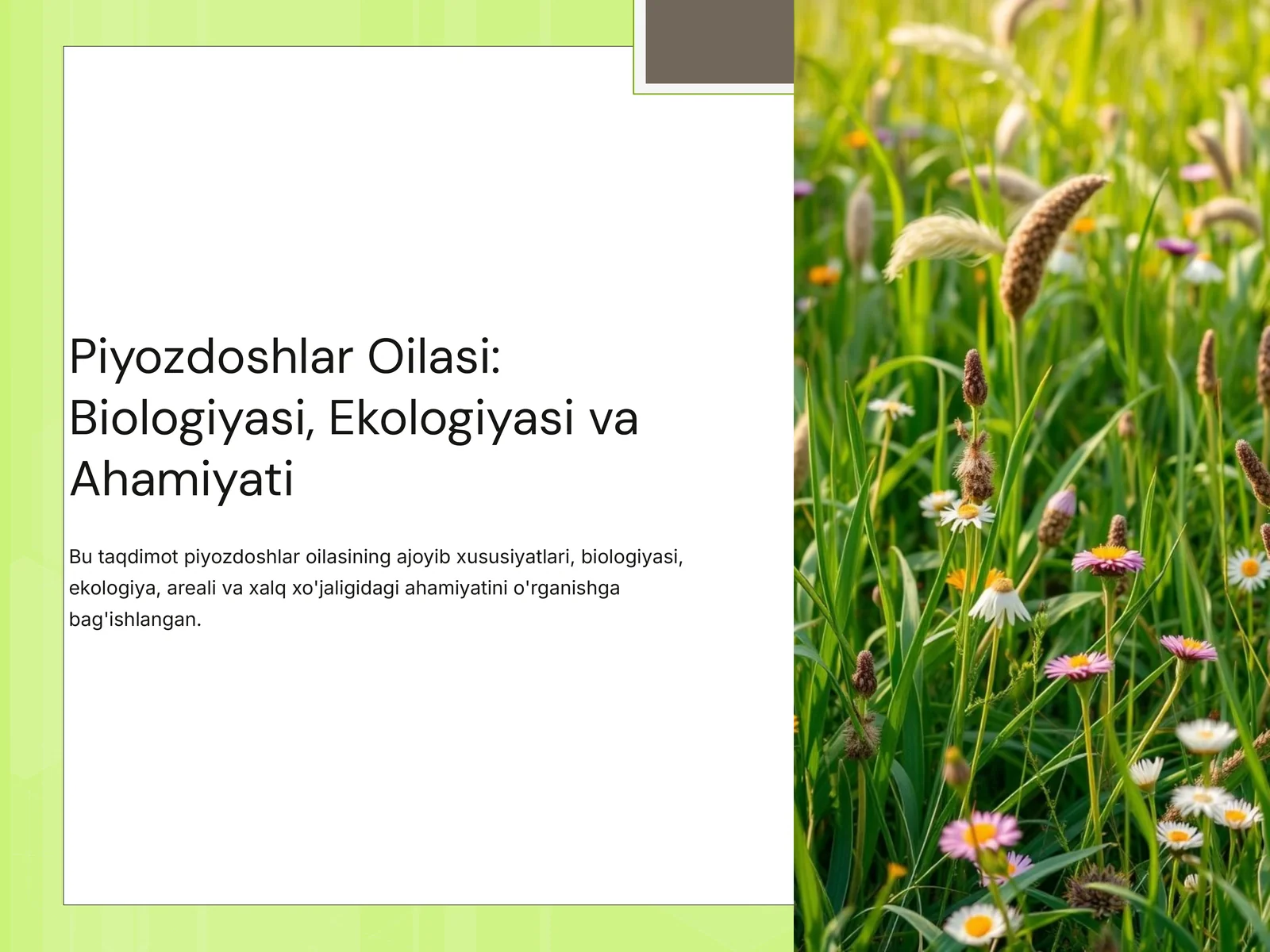 Piyozdoshlar Oilasi: Biologiyasi, Ekologiyasi va Ahamiyati