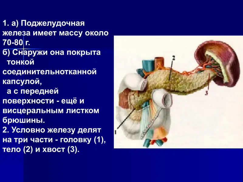 Поджелудочная железа