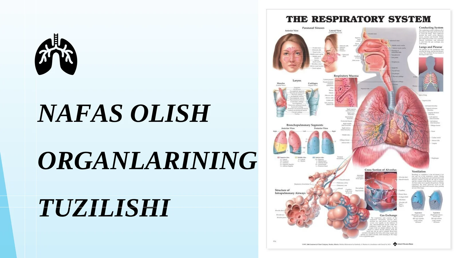 NAFAS OLISH ORGANLARINING TUZILISHI
