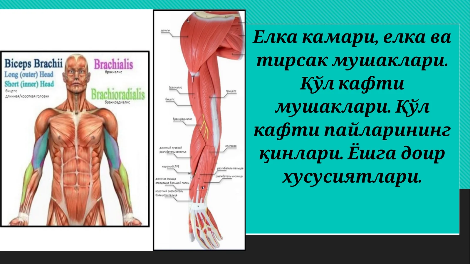 Елка камари, елка ва тирсак мушаклари. Қўл кафти мушаклари. Қўл кафти пайларининг қинлари. Ёшга доир хусусиятлари