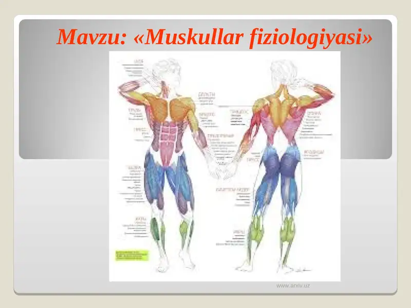 Muskullar fiziologiyasi