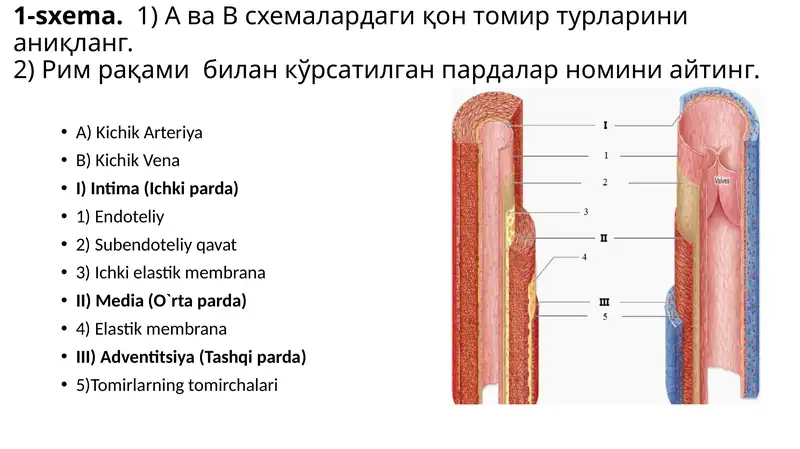 Gistalogiya fani uchun 50 ta muhim preparatlar va ularning ta'riflari bilan