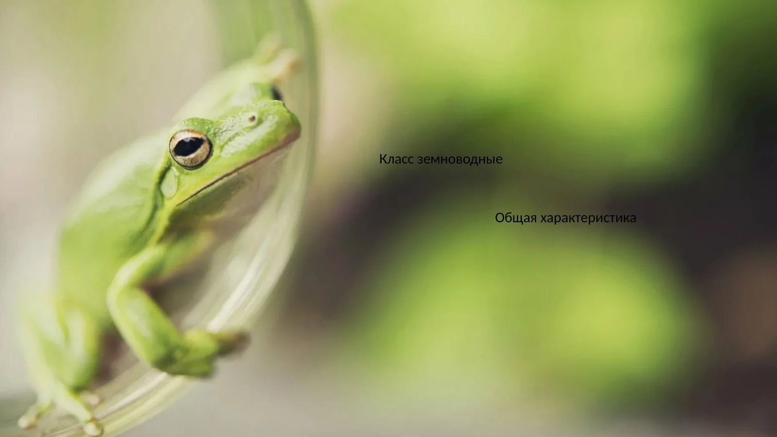 Класс земноводные