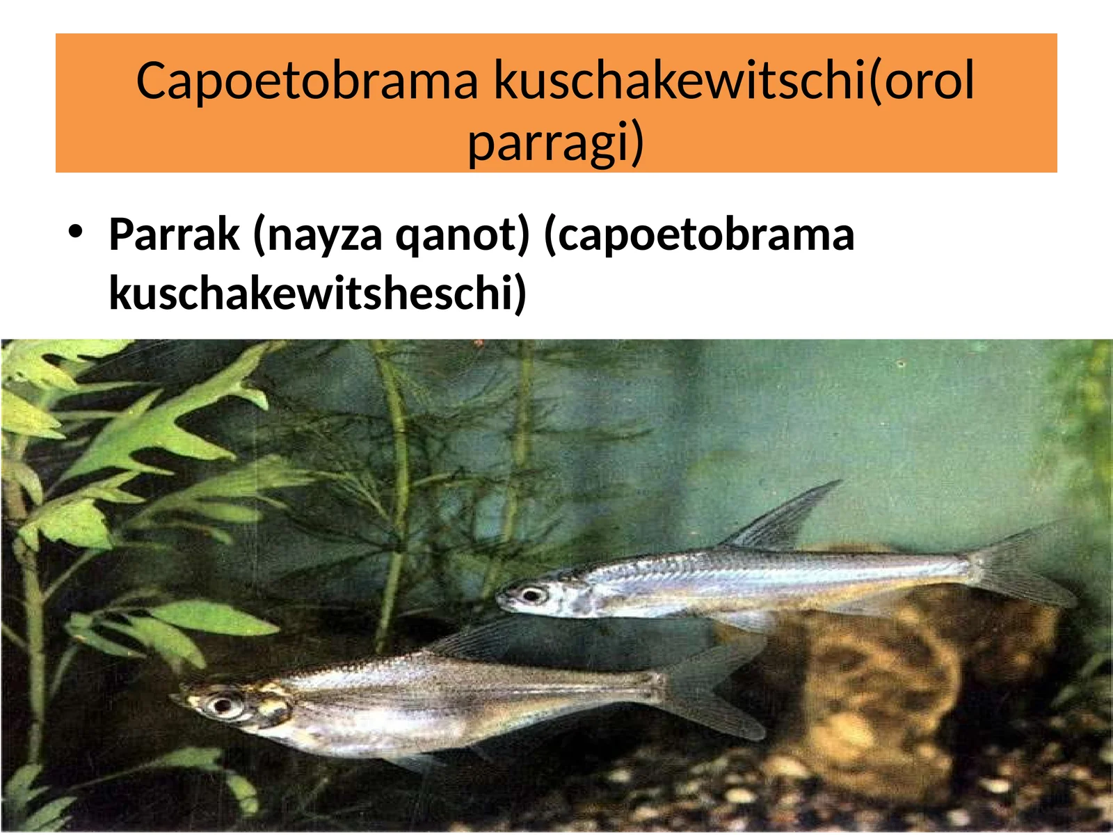 Capoetobramakuschakewitschi (orolparragi)