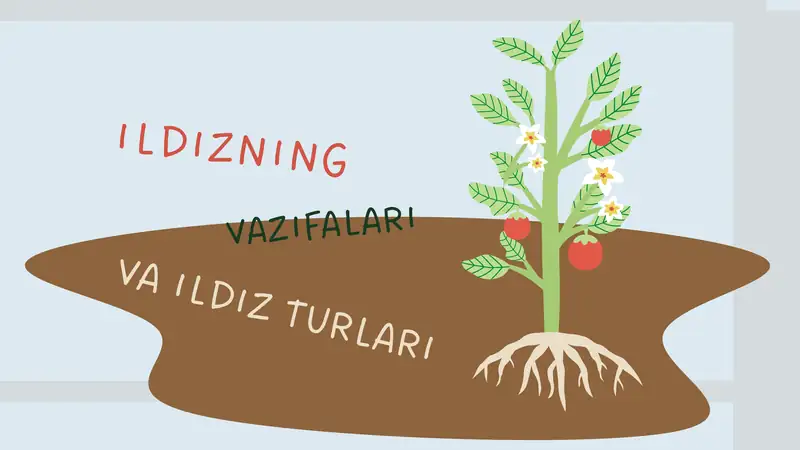 Ildiz vazifalari va ildiz turlari.
