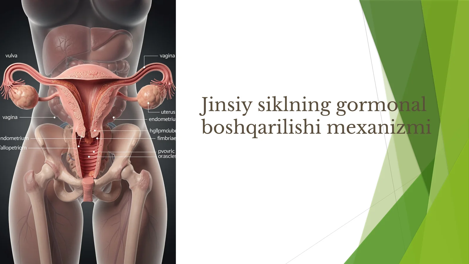 Jinsiy siklning gormonal boshqarilishi mexanizmi