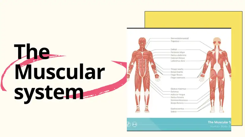 The Muscular system