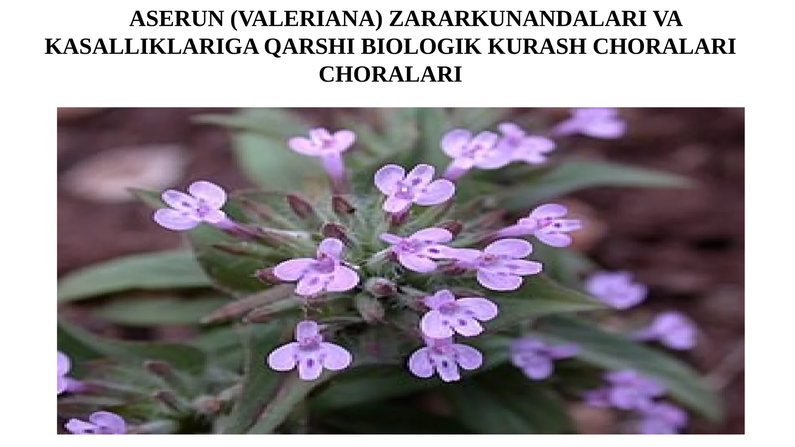 Aserun (Valeriana) Zararkunandalariga Qarshi Biologik Kurash Choralari