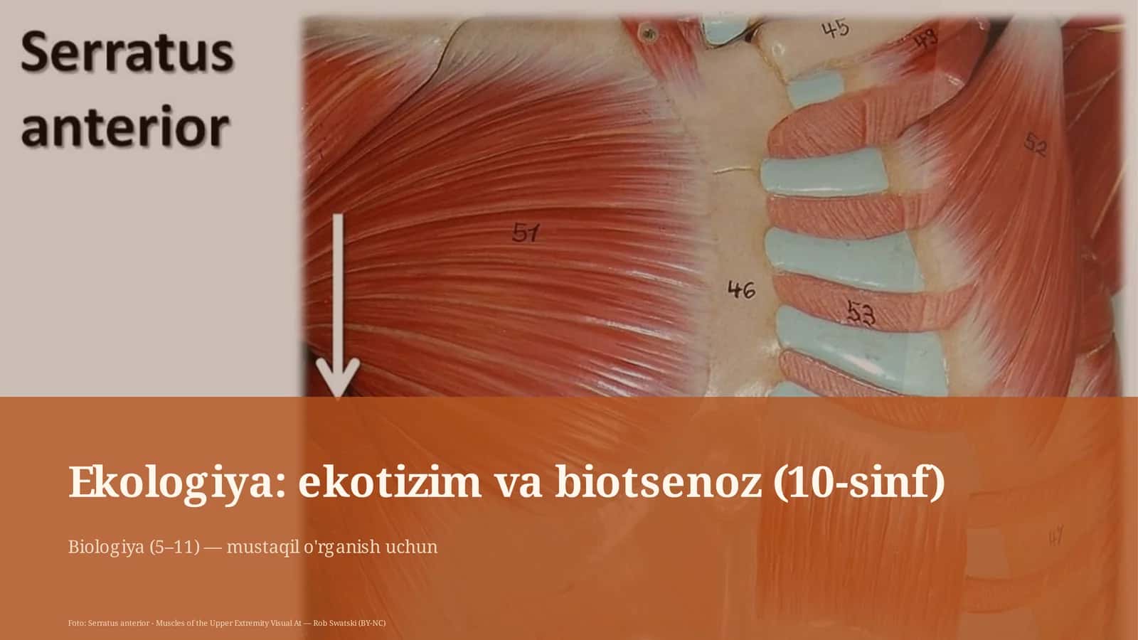 Ekologiya: ekotizim va biotsenoz (10-sinf)