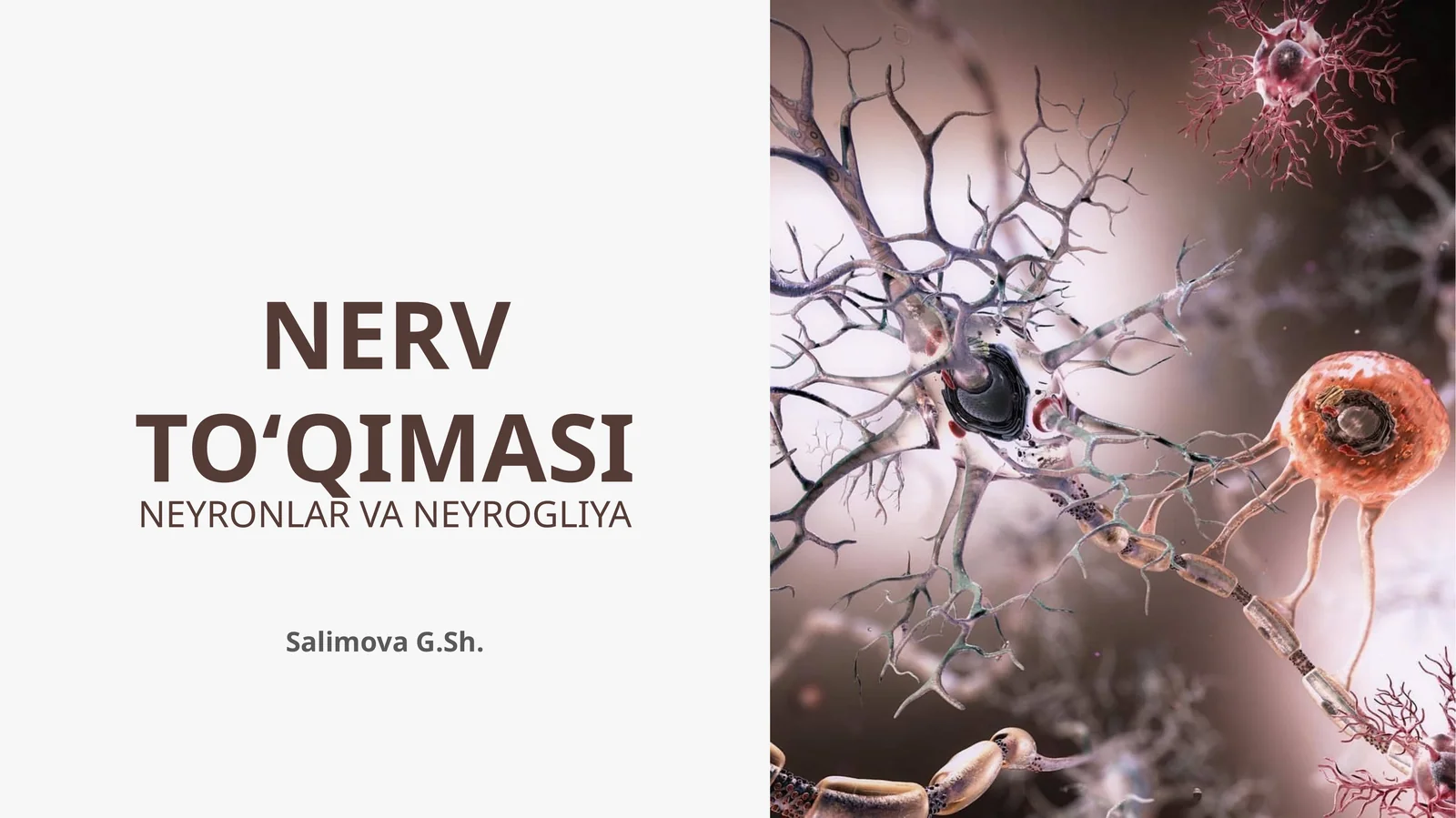 NERV TO‘QIMASI NEYRONLAR VA NEYROGLIYA