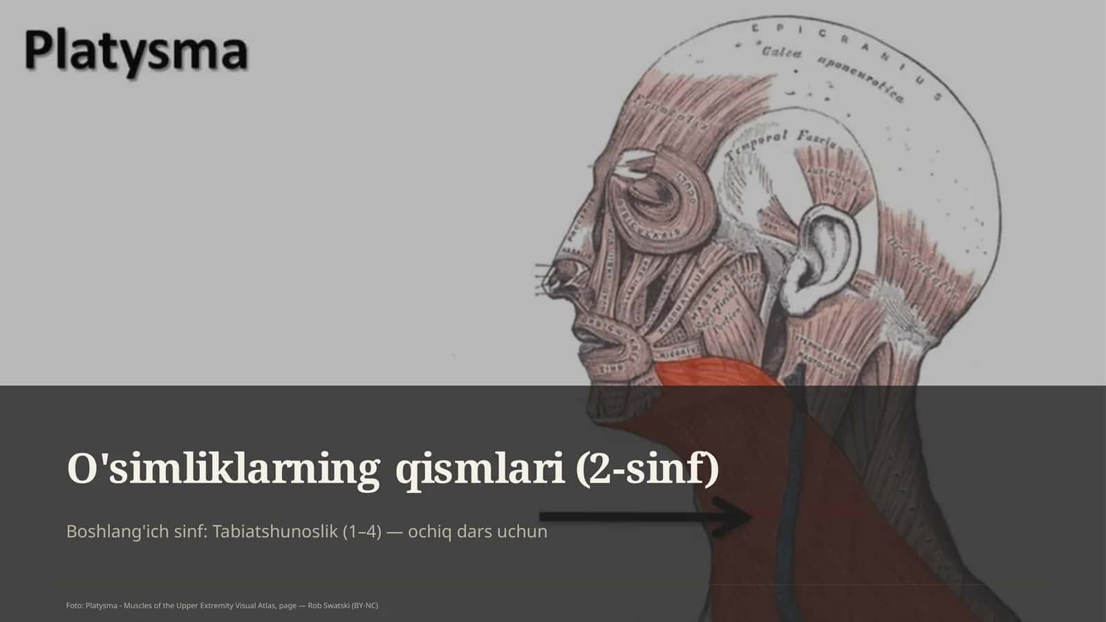 O'simliklarning qismlari (2-sinf)