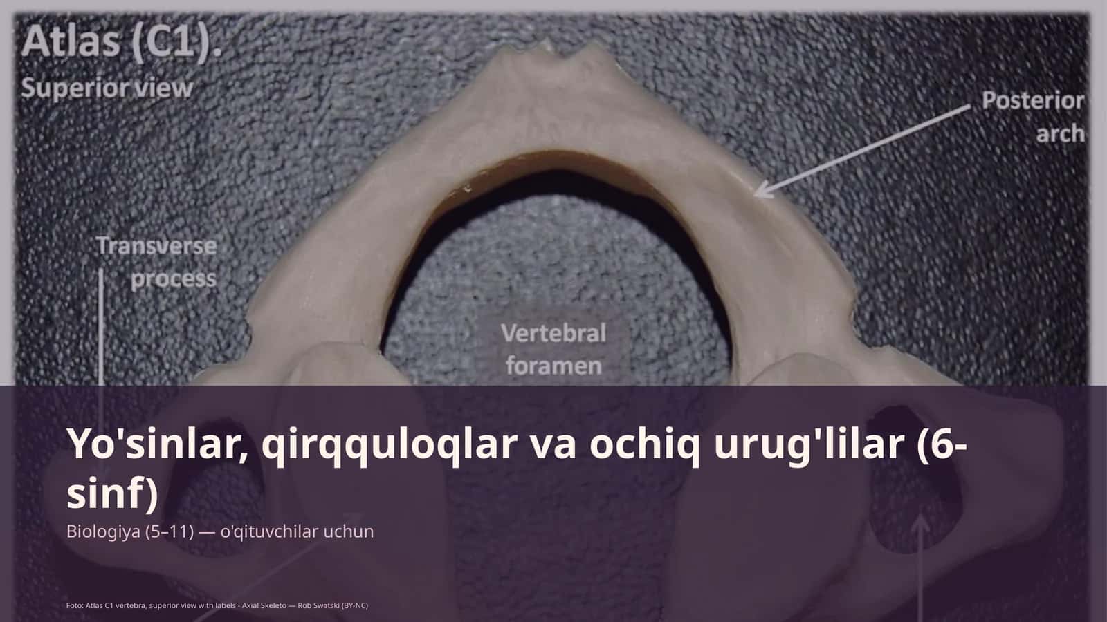 Yo'sinlar, qirqquloqlar va ochiq urug'lilar (6-sinf)