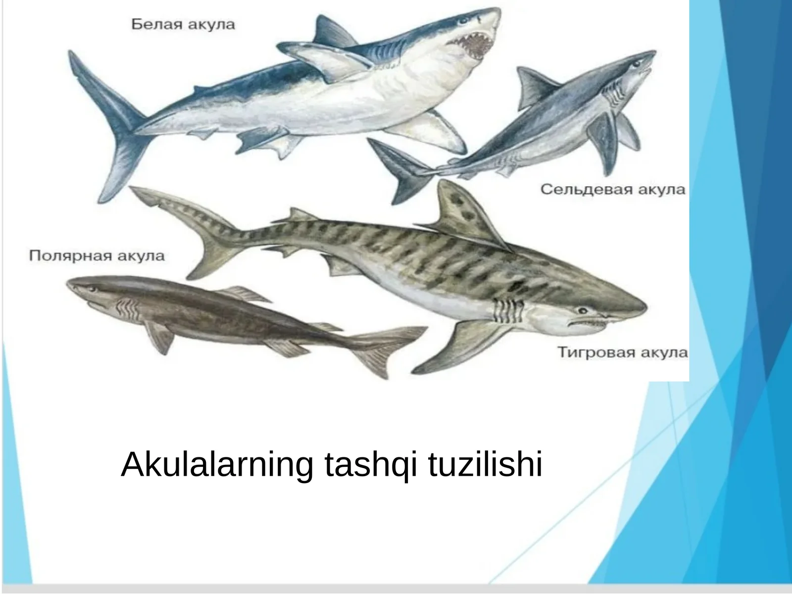 Akulalarningtashqituzilishi
