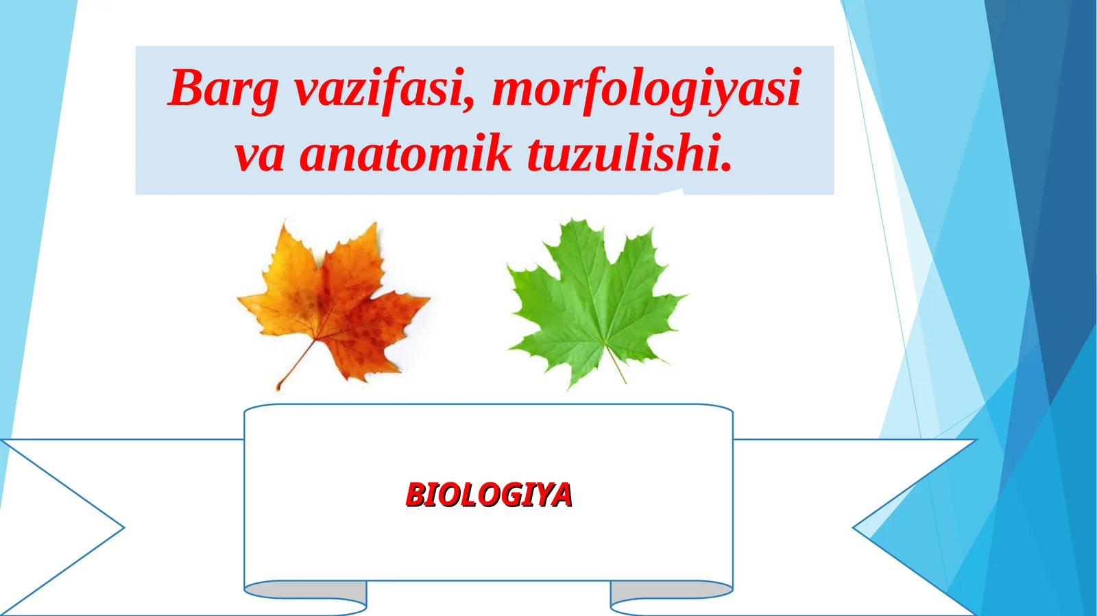 Barg vazifasi, morfologiyasi va anatomik tuzulishi