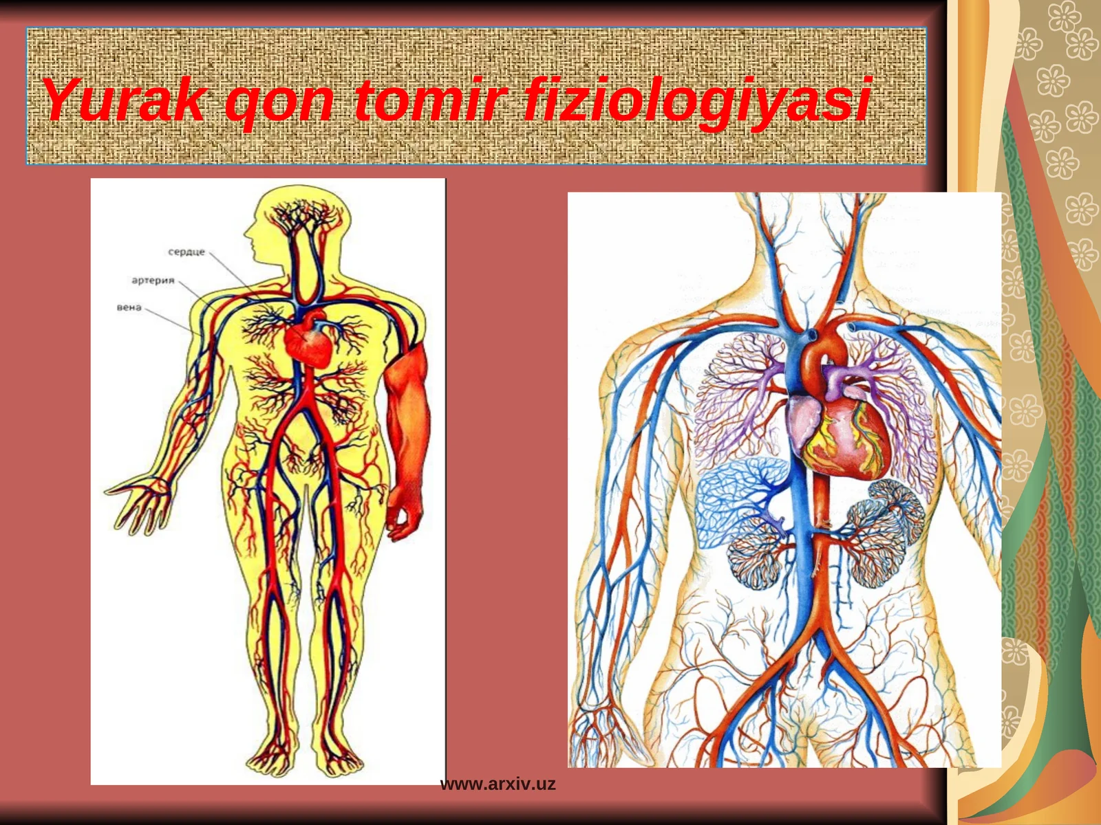 Yurak qon tomir fiziologiyasi