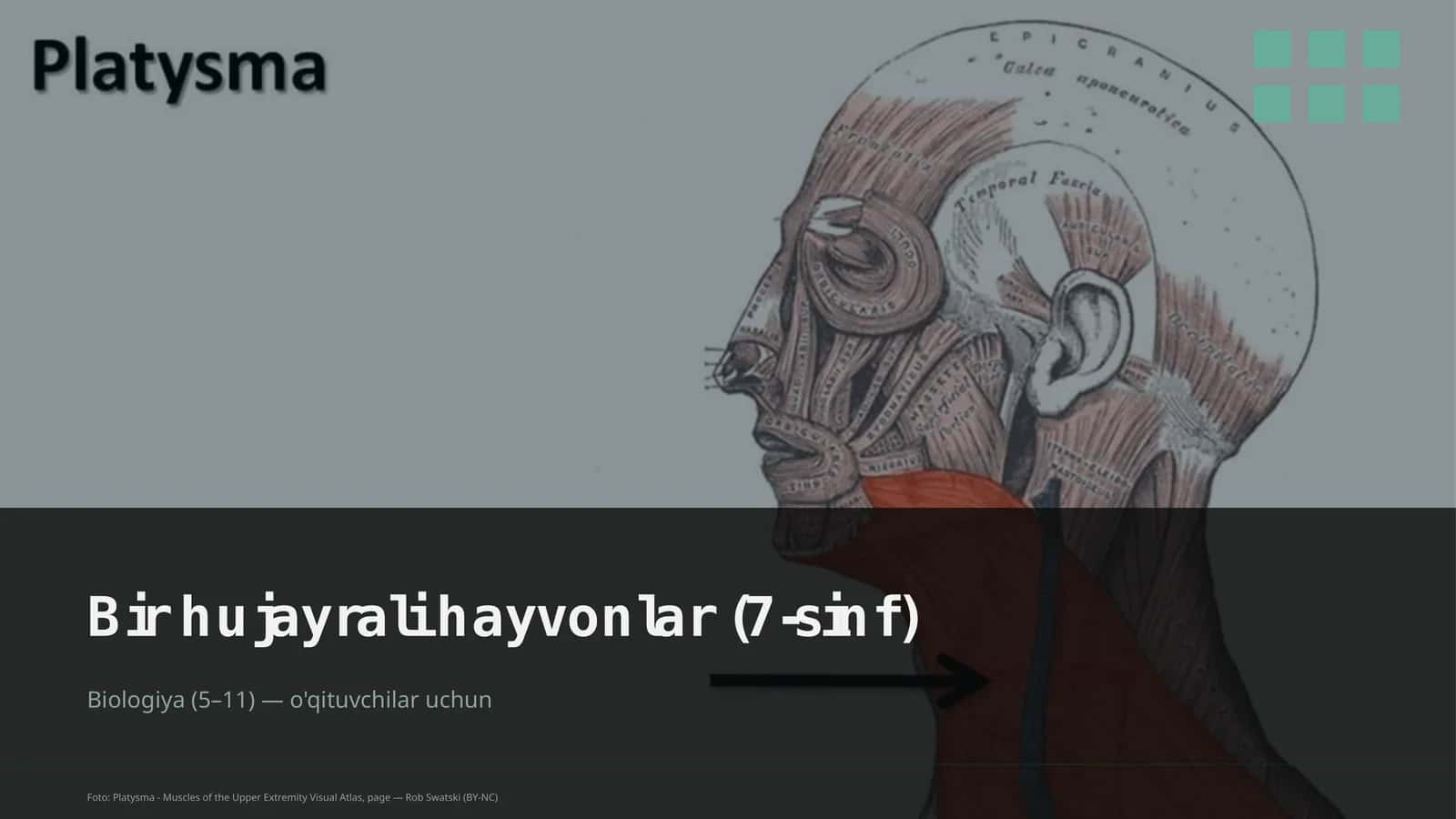 Bir hujayrali hayvonlar (7-sinf)