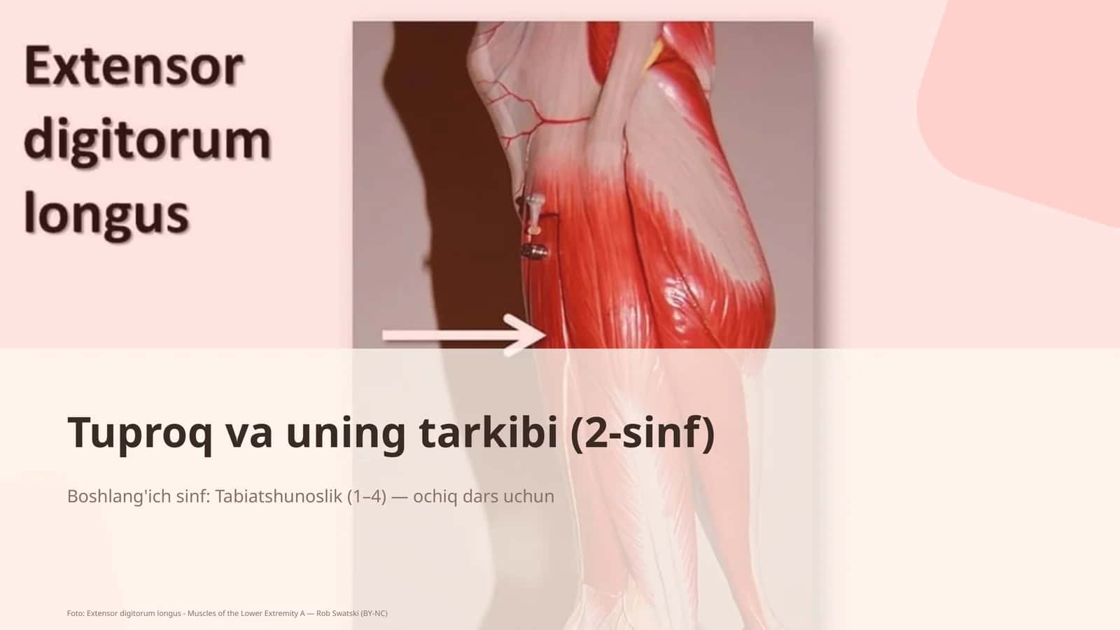 Tuproq va uning tarkibi (2-sinf)