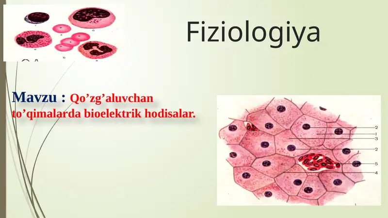 Qo’zg’aluvchan to’qimalarda bioelektrik hodisalar.
