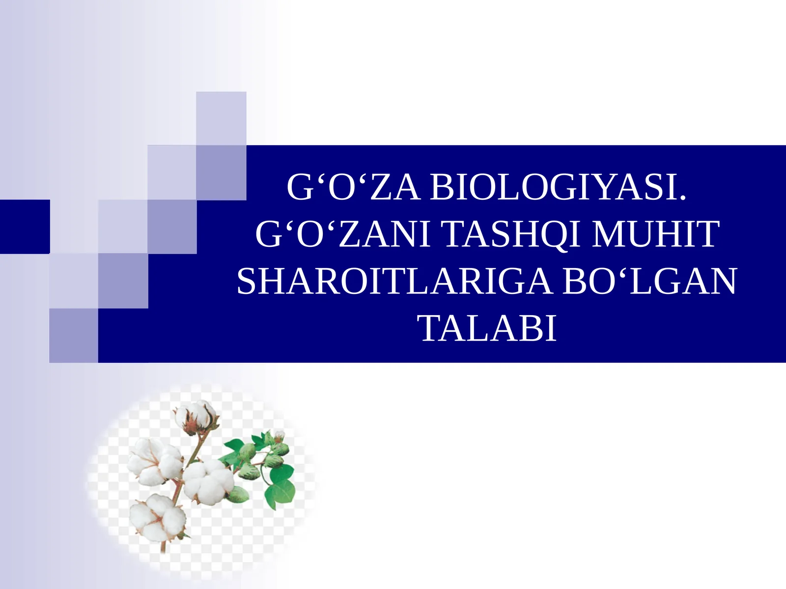 G‘O‘ZA BIOLOGIYASI. G‘O‘ZANI TASHQI MUHIT SHAROITLARIGA BO‘LGAN TALABI