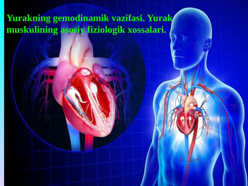 Yurakning gemodinamik vazifasi. Yurak muskulining asosiy fiziologik xossalari