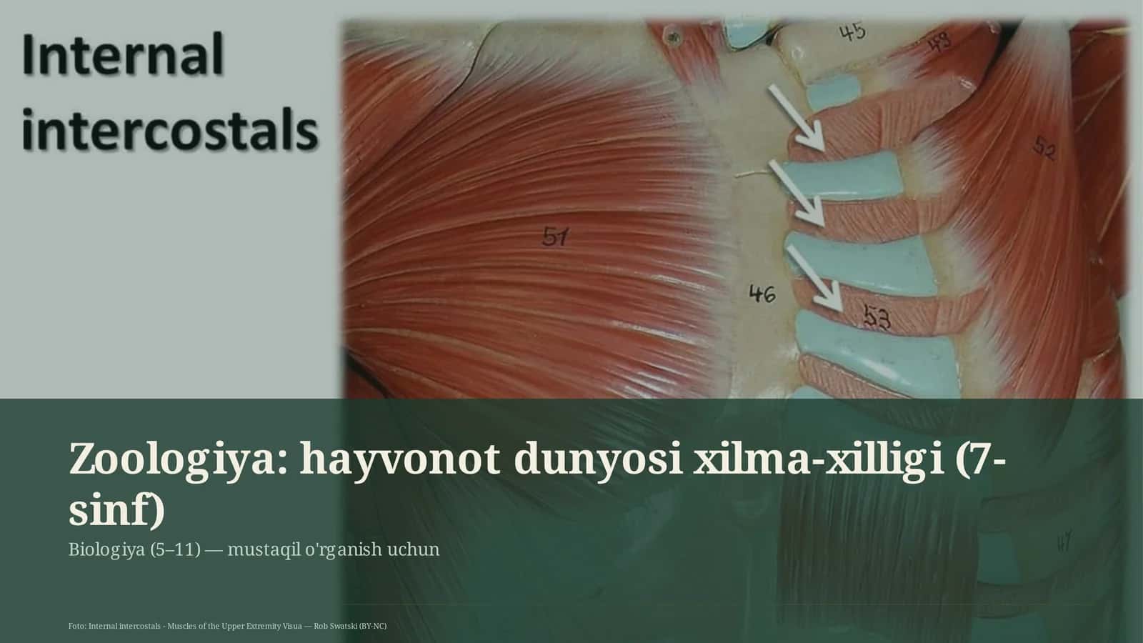 Zoologiya: hayvonot dunyosi xilma-xilligi (7-sinf)