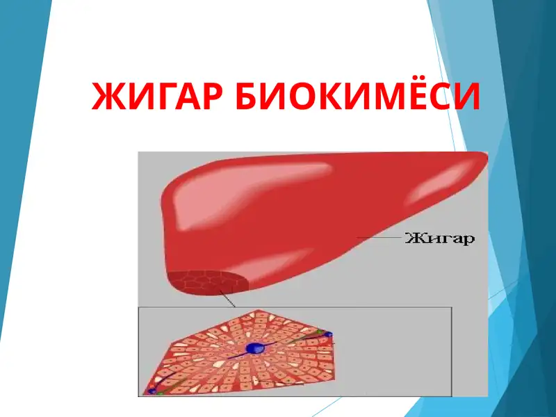 JIGAR BIOKIMYOSI