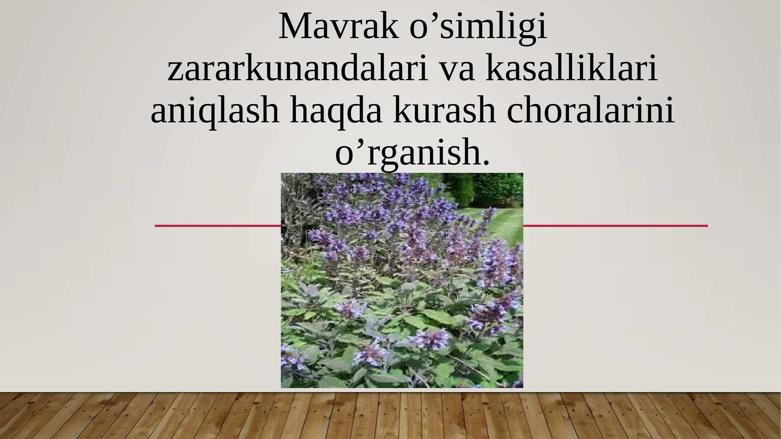 Mavrak (Salvia)