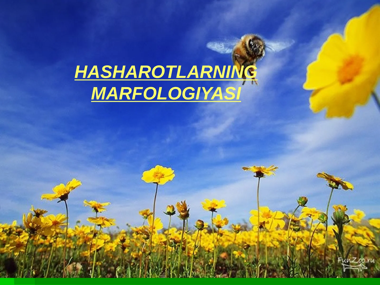 HASHAROTLARNING MARFOLOGIYASI