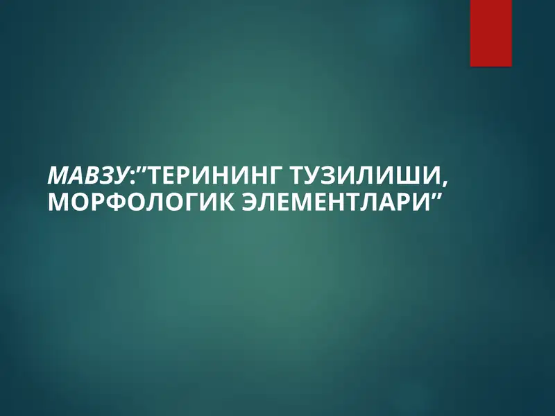 Терининг тузилиши, морфологик элементлари
