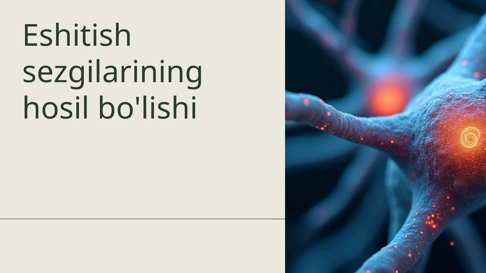 Eshitish sezgilarining hosil bo'lishi