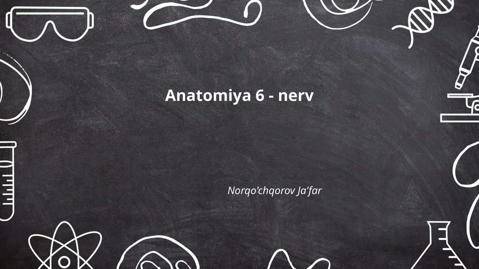 Anatomiya 6 - nerv