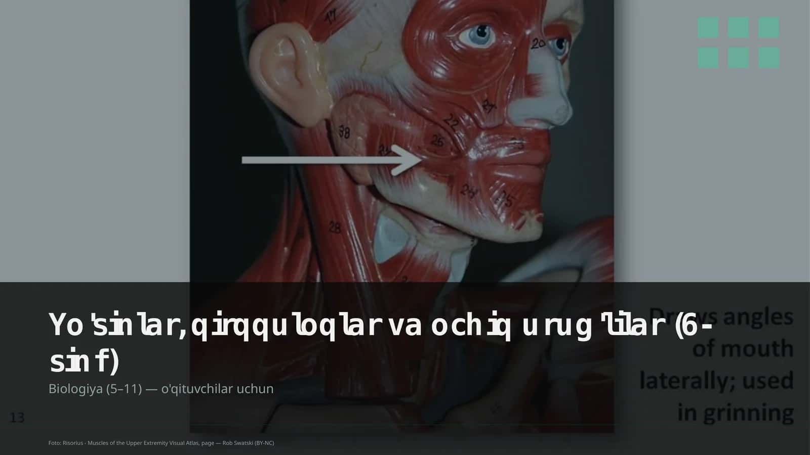 Yo'sinlar, qirqquloqlar va ochiq urug'lilar (6-sinf)