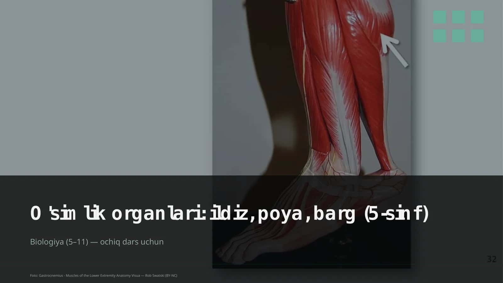O'simlik organlari: ildiz, poya, barg (5-sinf)