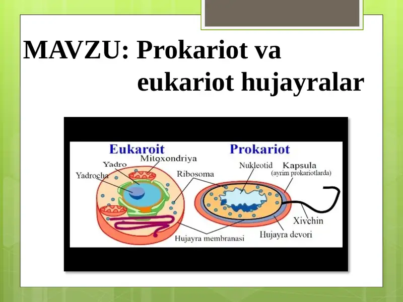 Prokariot va eukariot hujayralar