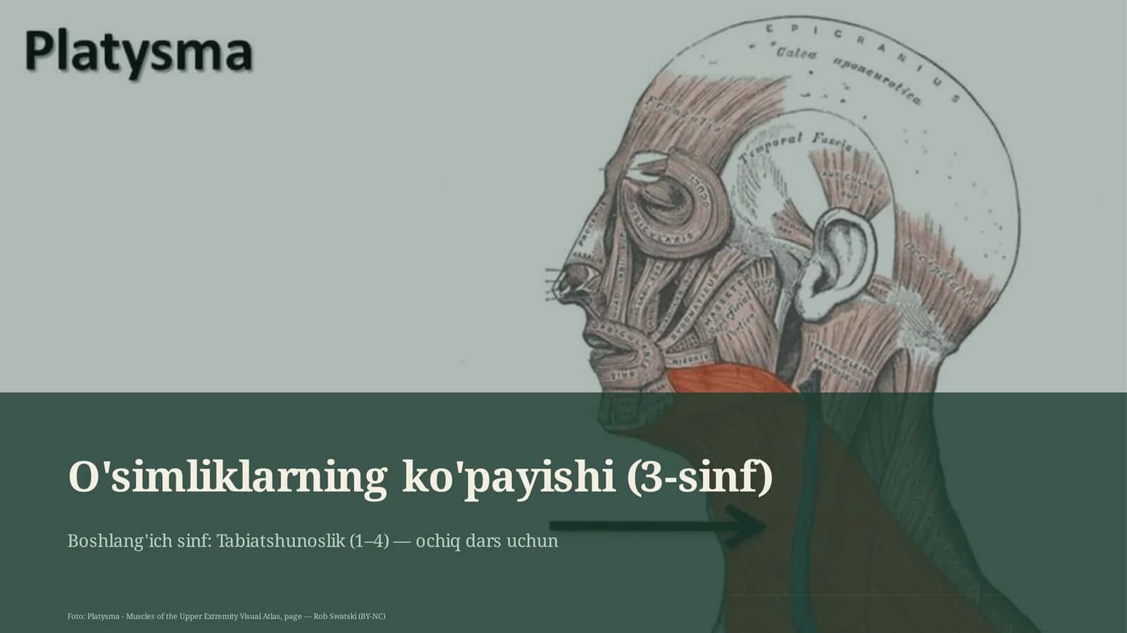 O'simliklarning ko'payishi (3-sinf)