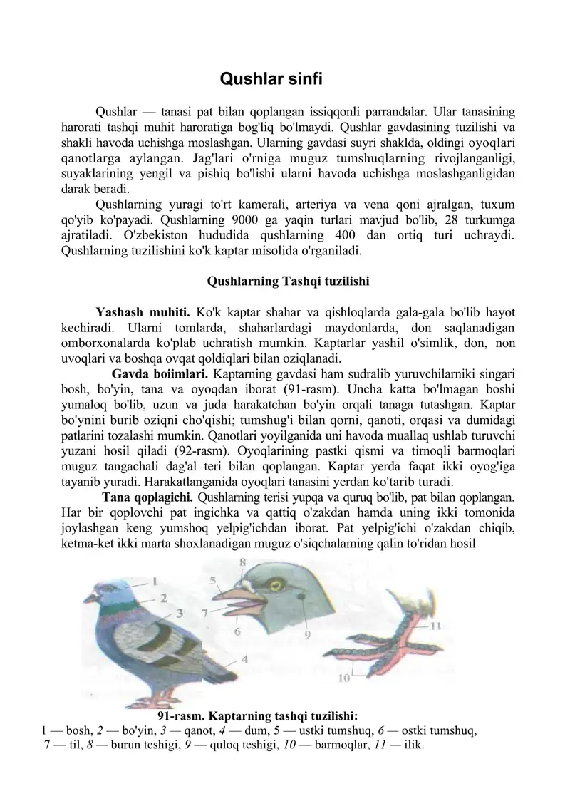 Qushlar sinfi