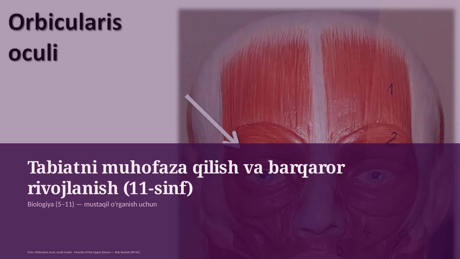 Tabiatni muhofaza qilish va barqaror rivojlanish (11-sinf)