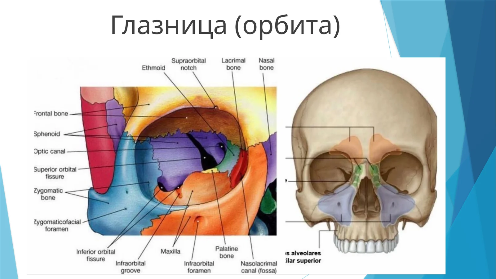 Глазница (орбита)