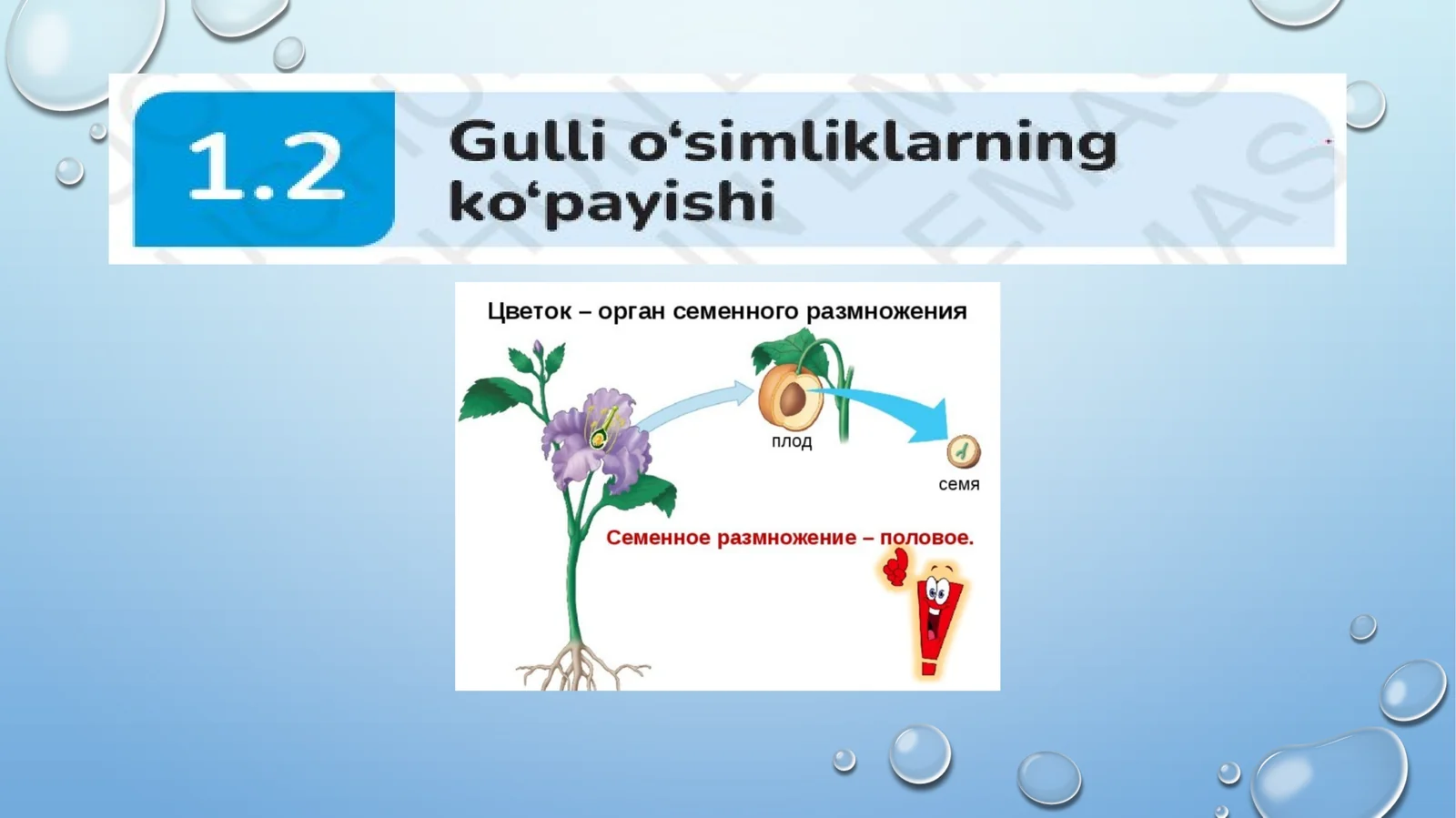 Gulli o'simliklarning ko'payishi