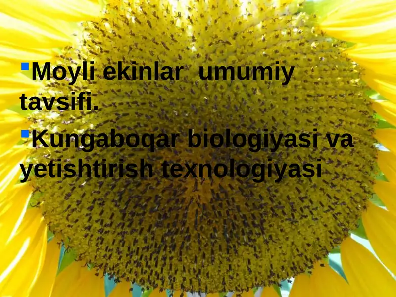 Moyli ekinlar