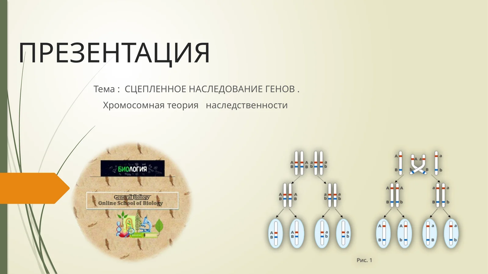 Хромосомная теория наследственности
