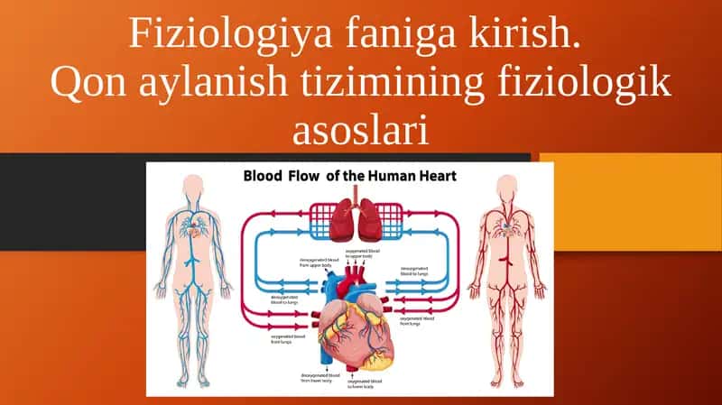 Qon aylanish  tizimining  fiziologik   asoslari