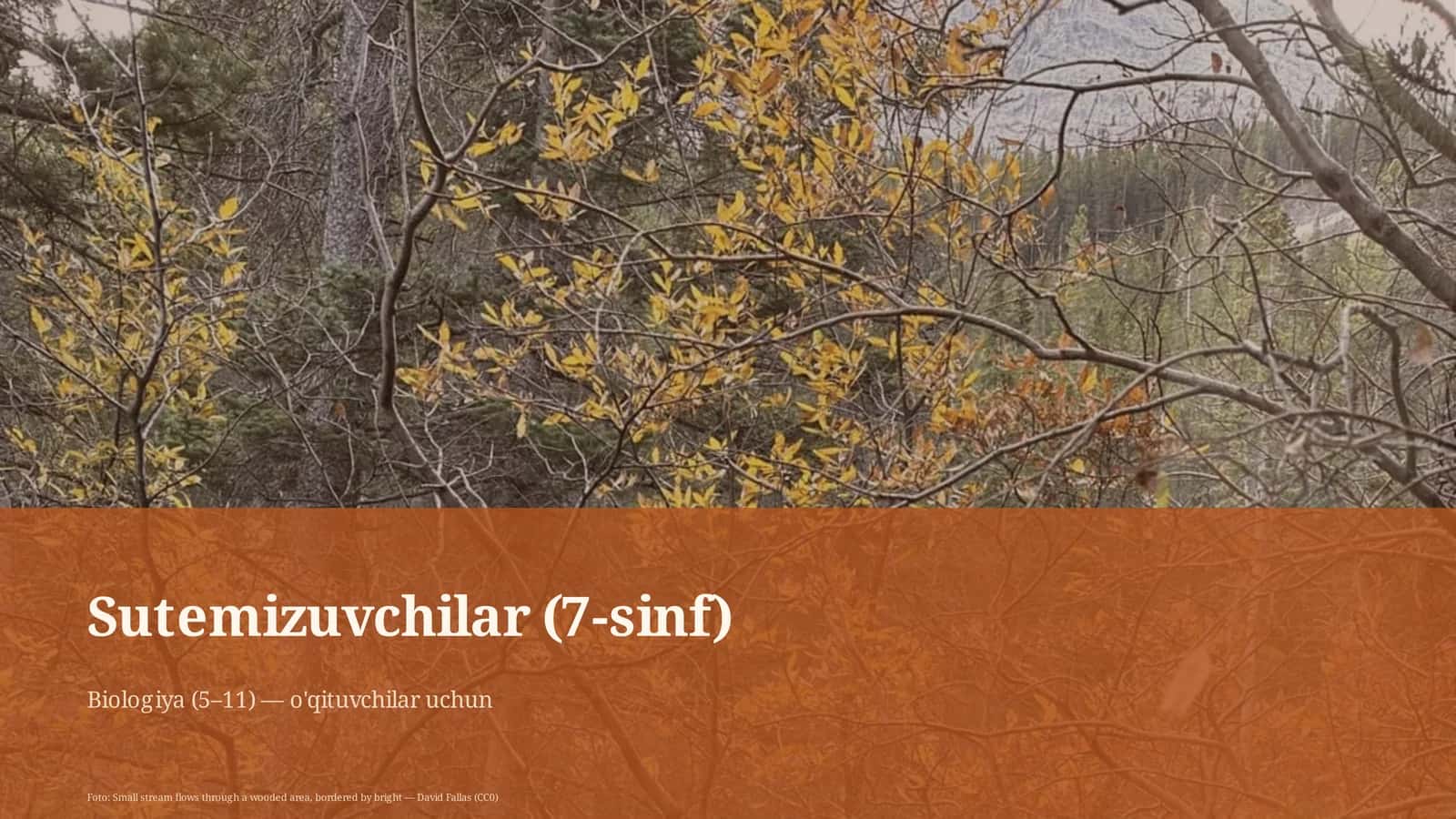 Sutemizuvchilar (7-sinf)