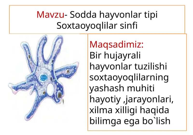 Sodda hayvonlar tipi Soxtaoyoqlilar sinfi