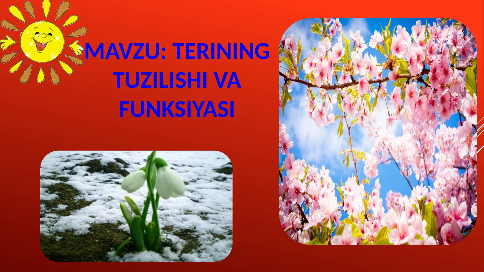 Terining tuzilishi va funksiyasi