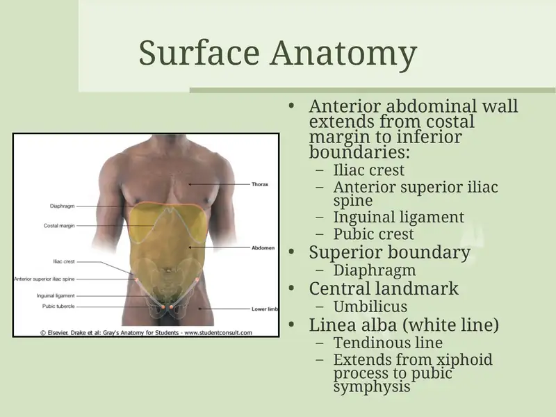 Surface Anatomy