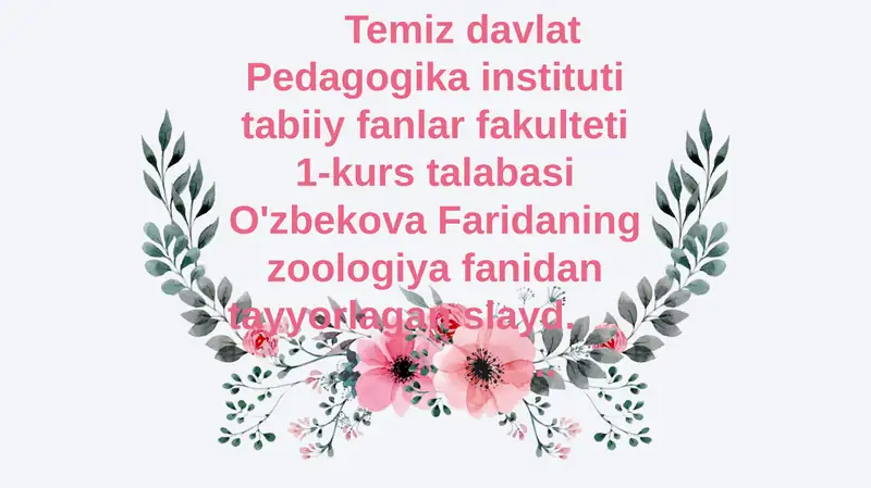 Halqali chuvalchanglar