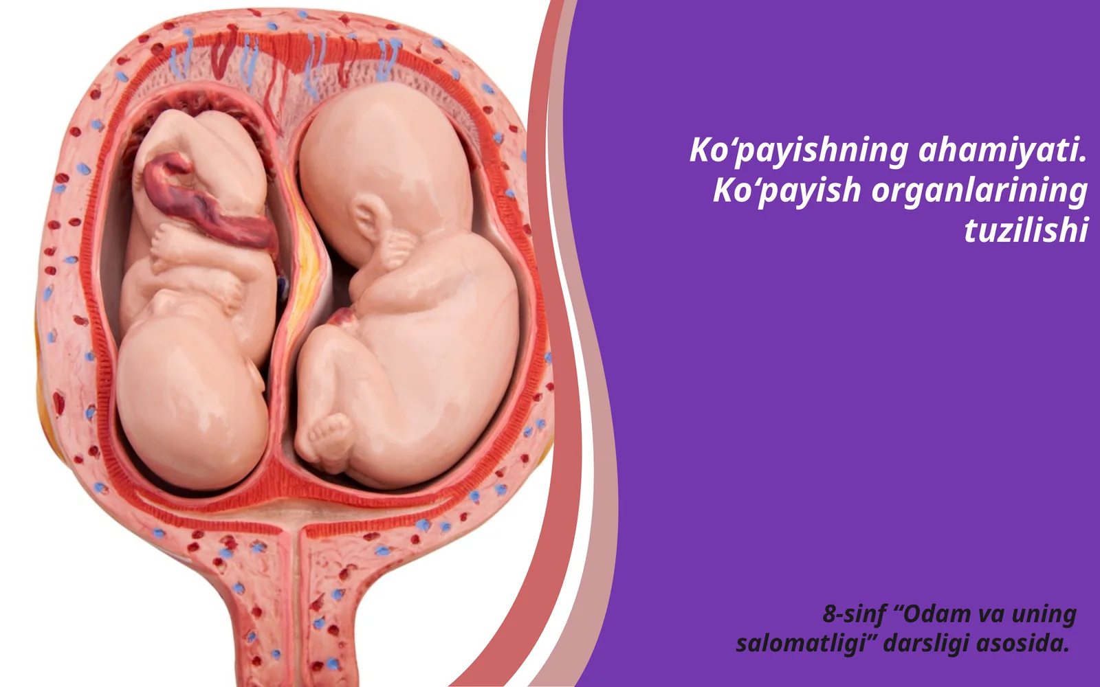 Ko‘payishning ahamiyati. Ko‘payish organlarining tuzilishi