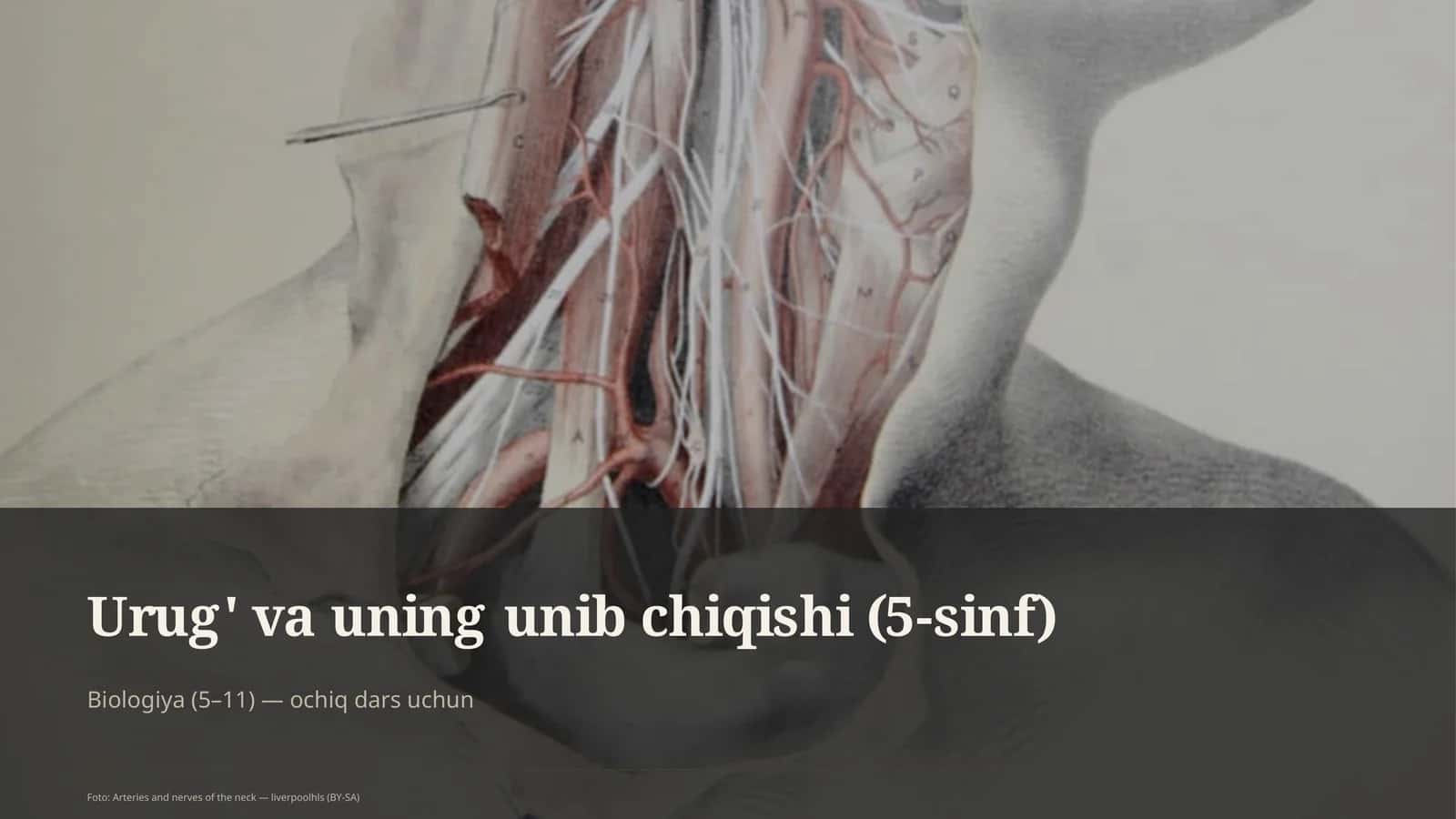 Urug' va uning unib chiqishi (5-sinf)