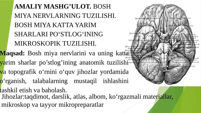 BOSH MIYA NERVLARNING TUZILISHI. BOSH MIYA KATTA YARIM SHARLARI PO‘STLOG‘INING MIKROSKOPIK TUZILISHI.
